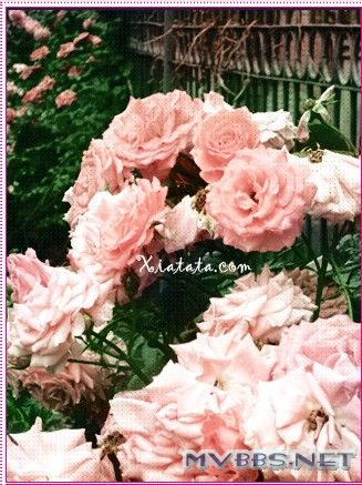 祝你新婚快乐，百年好合，永结同心